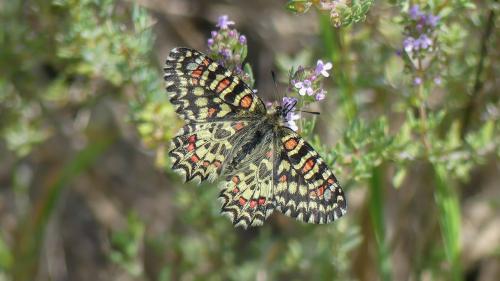 Zerynthia rumina